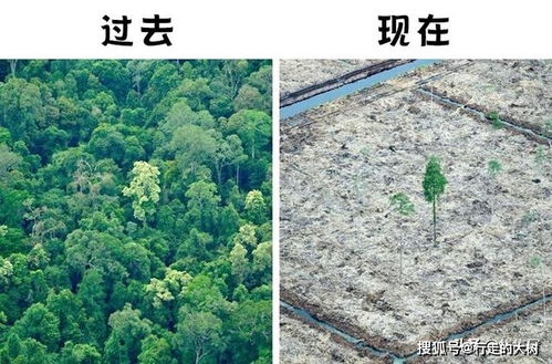 森林砍伐对环境的影响例子
