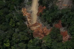 巴西政府如何保护雨林