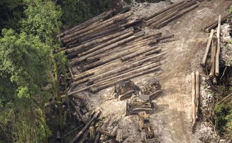 砍伐森林会造成什么影响