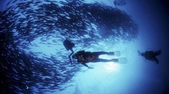 深海探索的最新发现，深海探索：最新发现与无尽奥秘