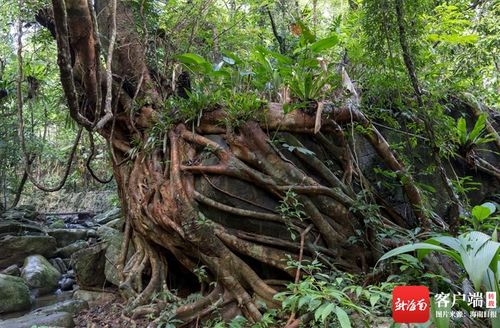 巴西雨林保护的国际关注有哪些