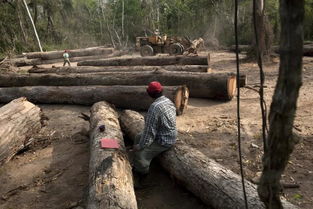 砍伐森林对地球的影响