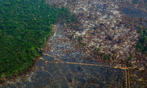 森林砍伐与全球变暖有关吗为什么这么严重